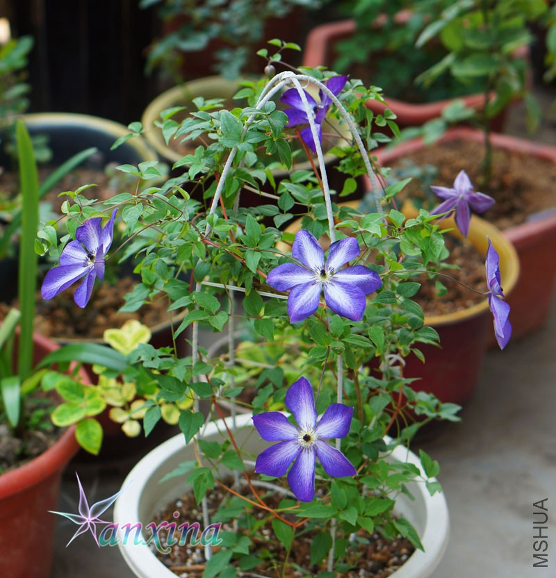 DSC04705.jpg