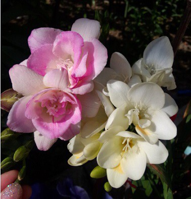 QQ��ͼ20150419173522.jpg
