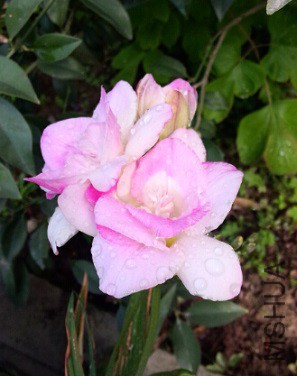 QQ��ͼ20150419173606.jpg