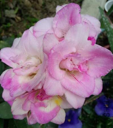 QQ��ͼ20150419173615.jpg