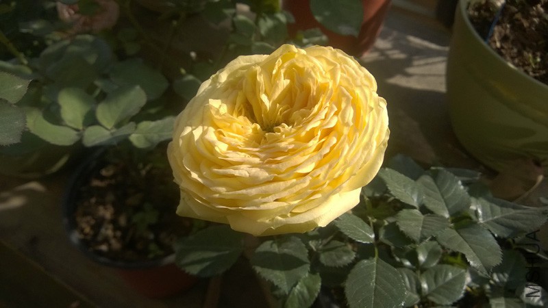 A006.jpg