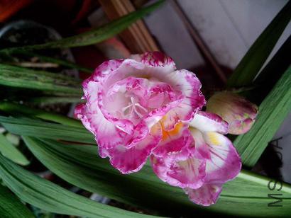 IMG_20150406_101339.jpg