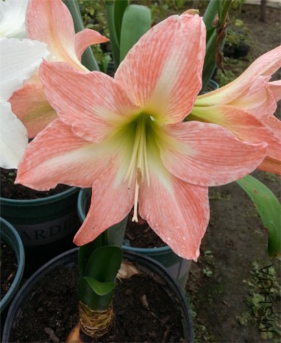 9298~K1J{S[Y3]UQ96}T7D0.jpg
