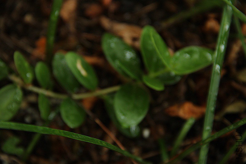 ���� ��Ȼ.jpg