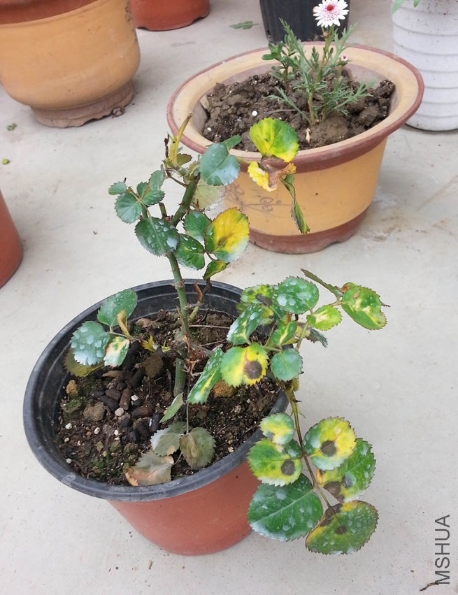 20150419_115217.jpg