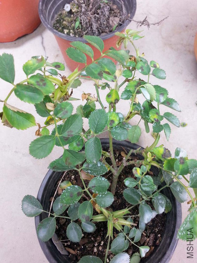 20150419_115236.jpg