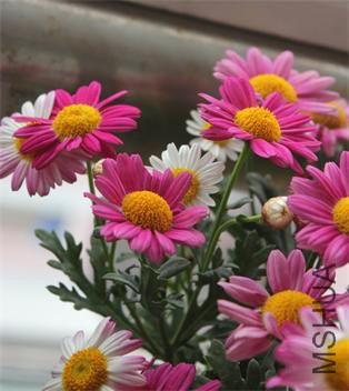 ��Ƭ 010.jpg