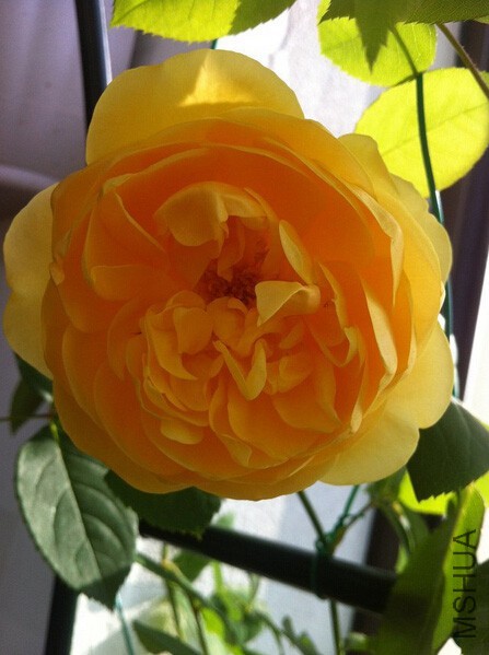 ����˹����2