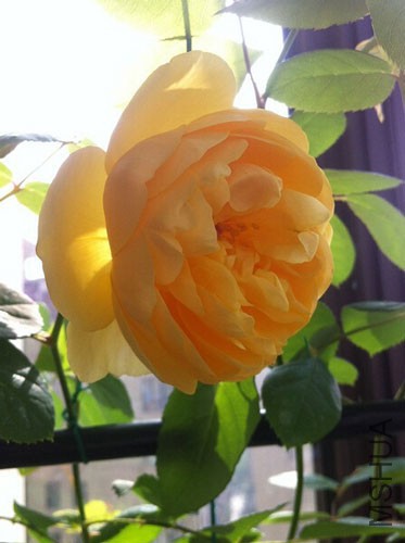 ����˹����1