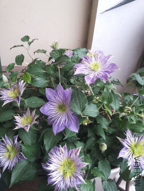 QQͼƬ20150420210557.jpg