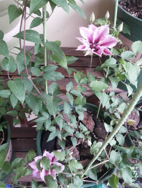 QQͼƬ20150420210611.jpg