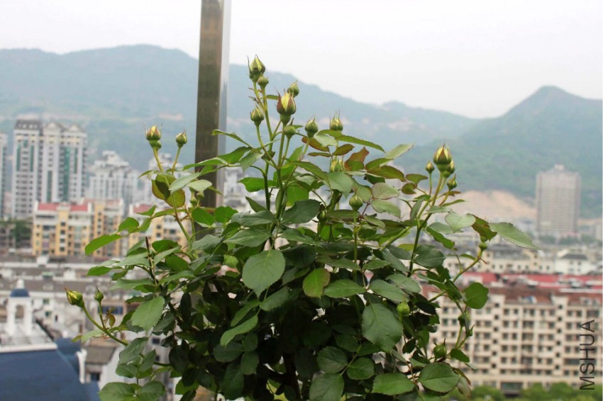 �ڴ�����ɳ������֦ͷ��