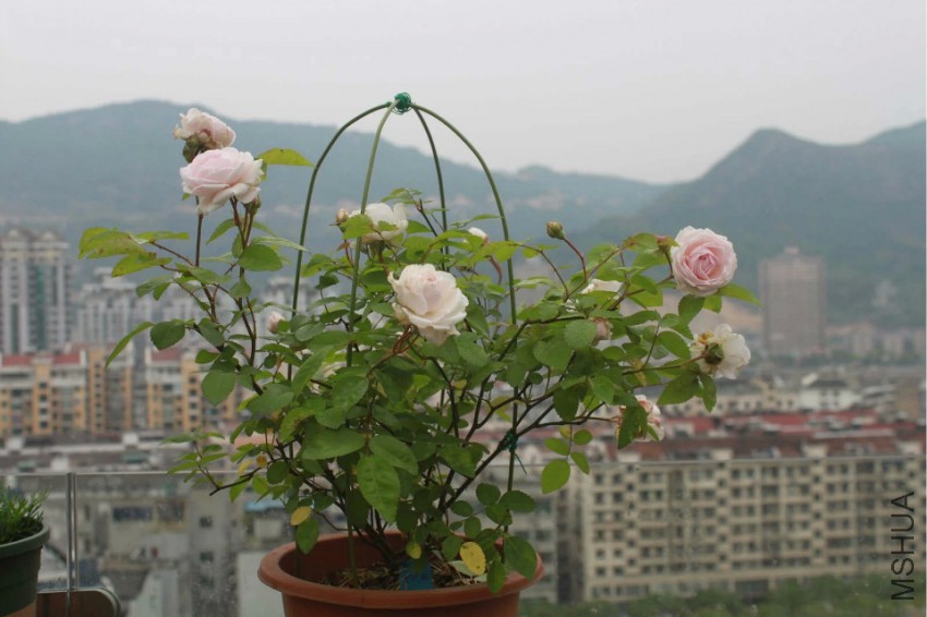 ȥ������ķ�ױ¥