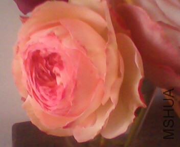 IMG3756A.jpg