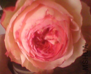 IMG3760A.jpg