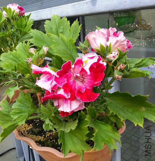 ���ÿ���������20150421A.jpg