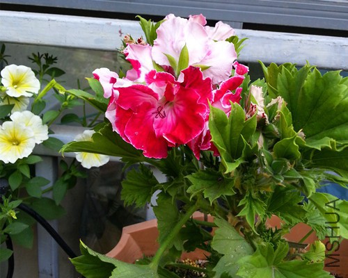 ���ÿ���������20150421B.jpg