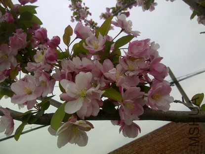 IMG-20150418-00685.jpg