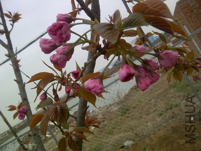 IMG-20150418-00686.jpg