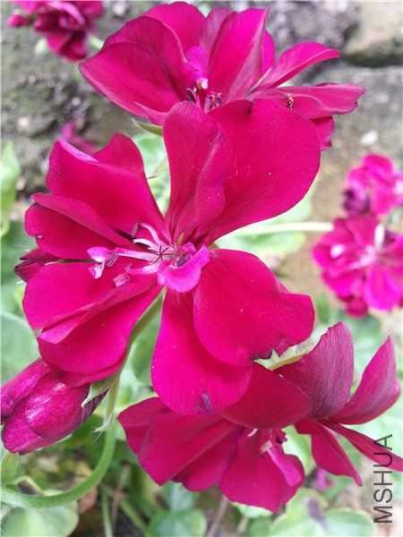 20150421_133110.jpg