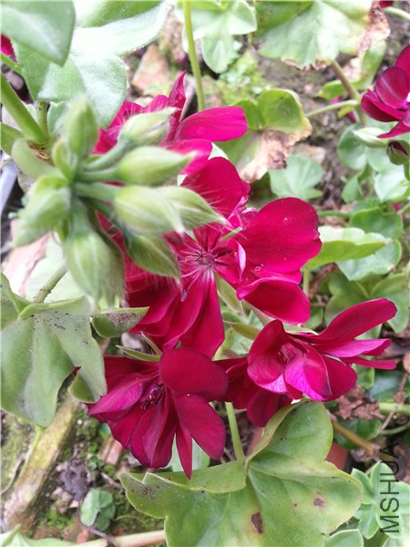 20150421_133115.jpg