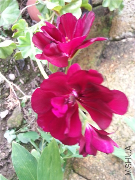 20150421_133119.jpg