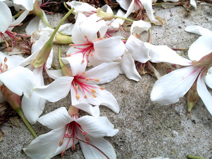 DSCF0192.JPG