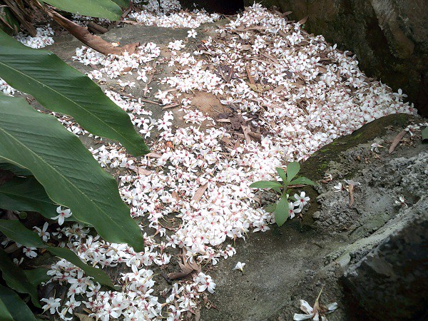 DSCF0188.JPG