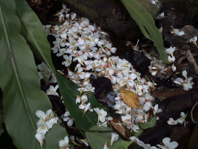 DSCF0273.JPG