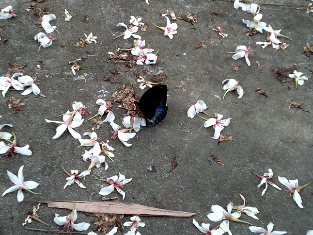 DSCF0356.JPG