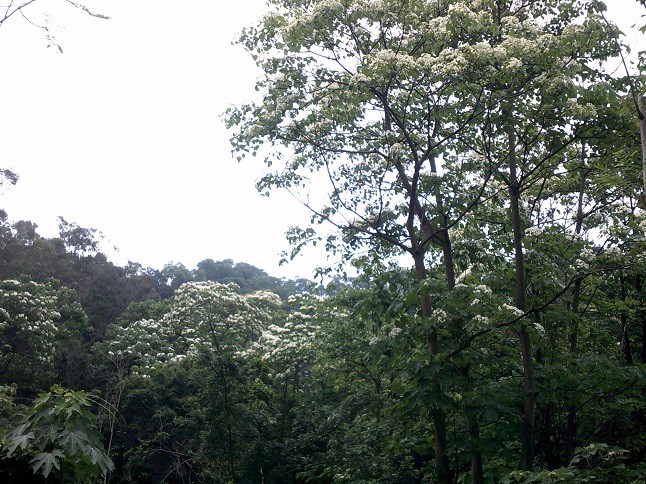DSCF0269.JPG