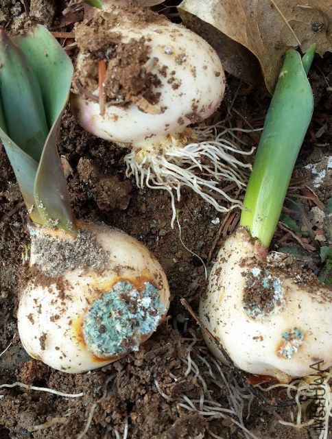 151545avuo6qq4daq6k4u7 (484x640).jpg