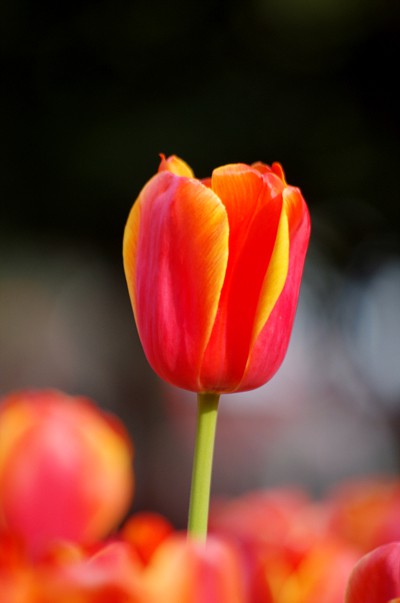 IMGP0179.jpg
