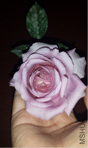 �ǲ���