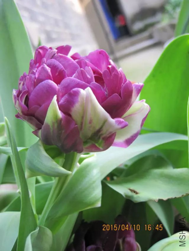 psb (9).jpg