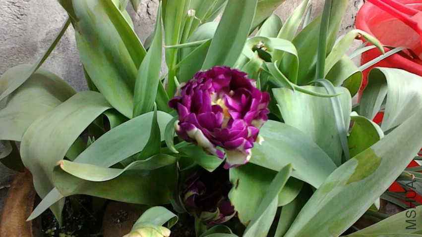 psb (12).jpg