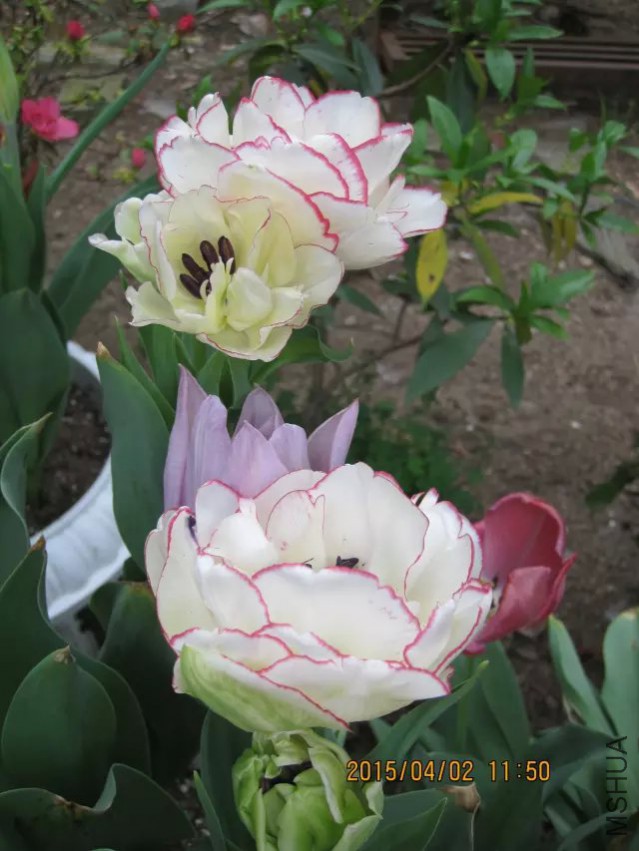 psb (24).jpg