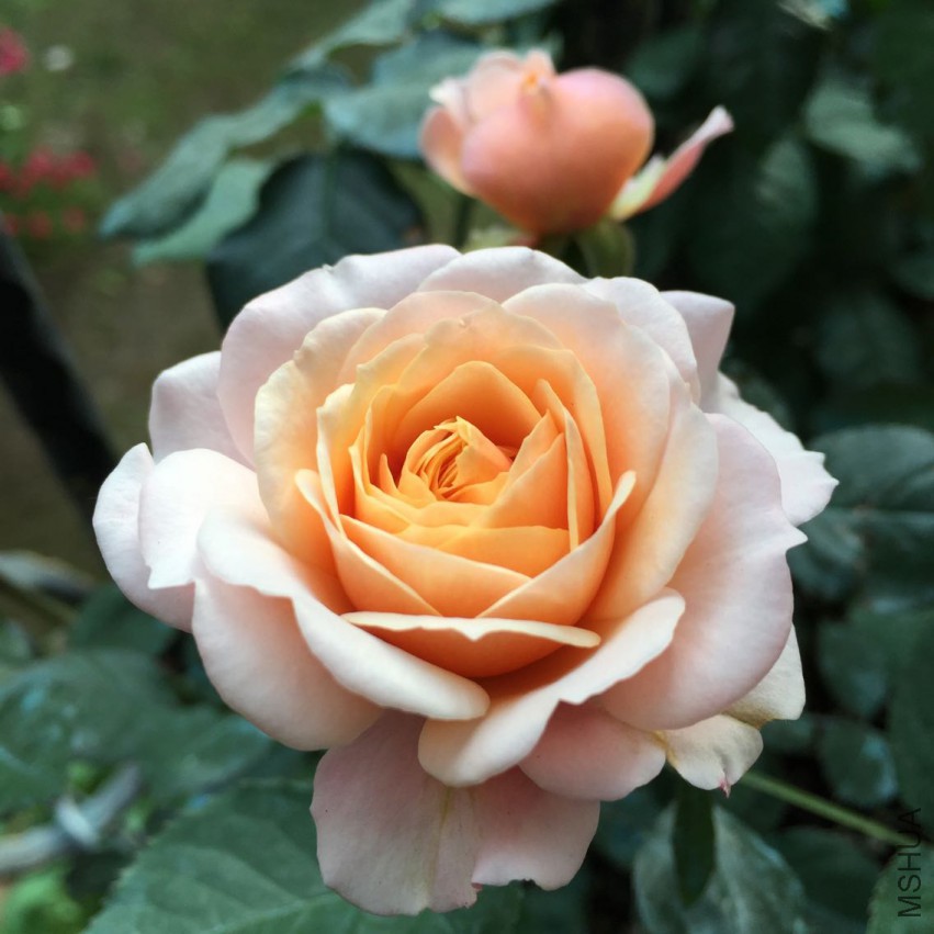 ��ת F41D938ED1B62BAC1A01D11EA78DA4E1.png