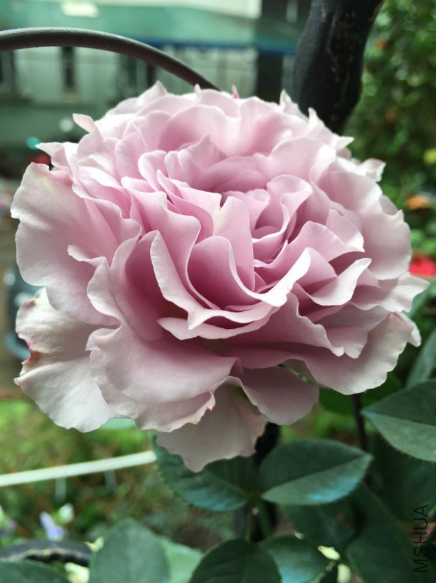 ��ת FAF19E8CDB9A454E5F51EF12B4BF448E.png