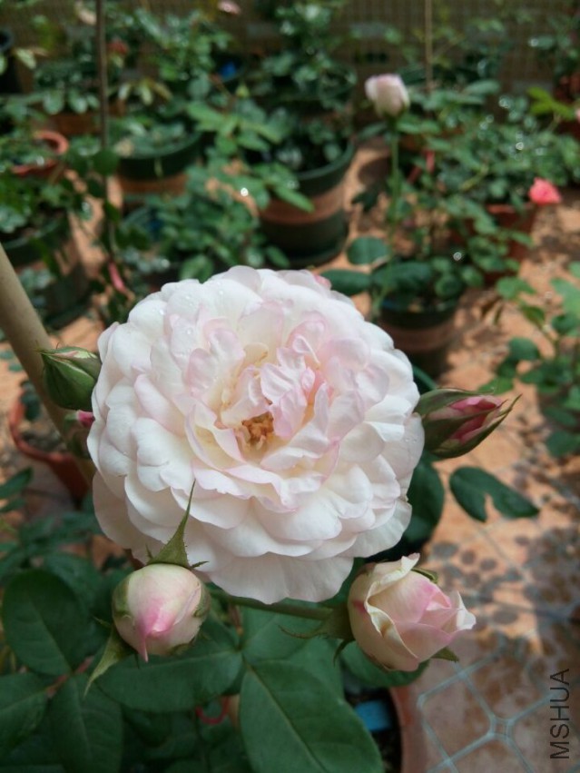 ��ݮ���ʱ�
