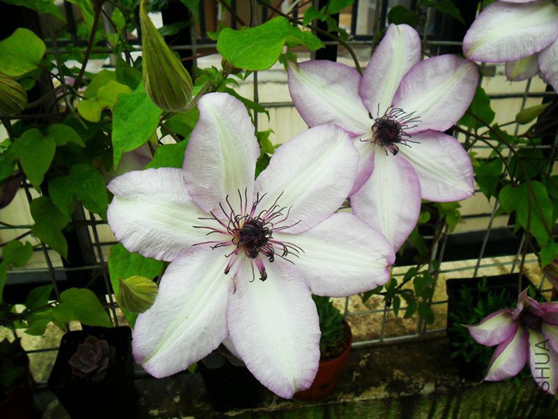 ���а�86 .jpg