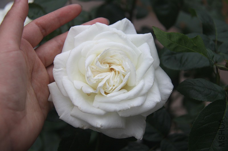 ��Ƭ 005_����_����.jpg