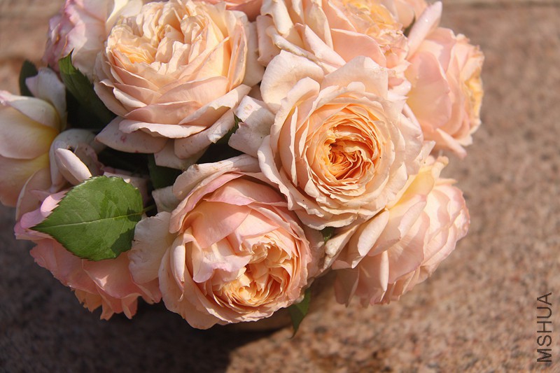 ��Ƭ 036_����_����.jpg