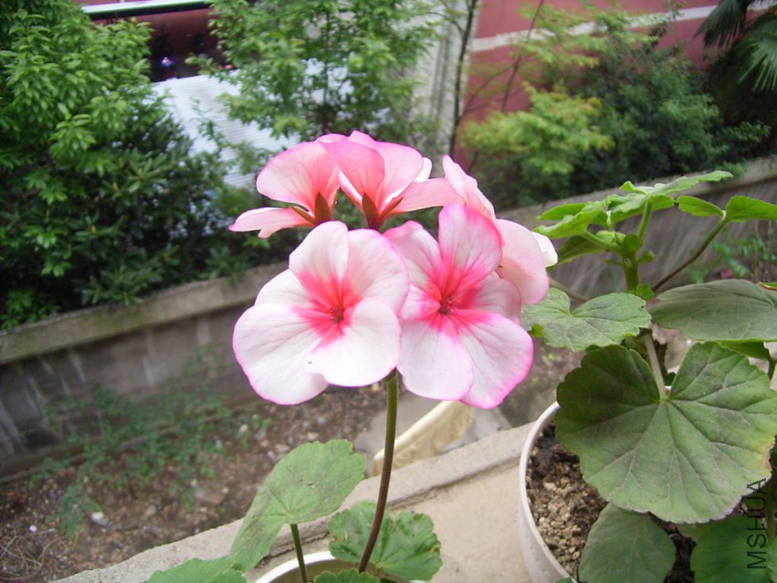 RIMG0281_1024x768.JPG