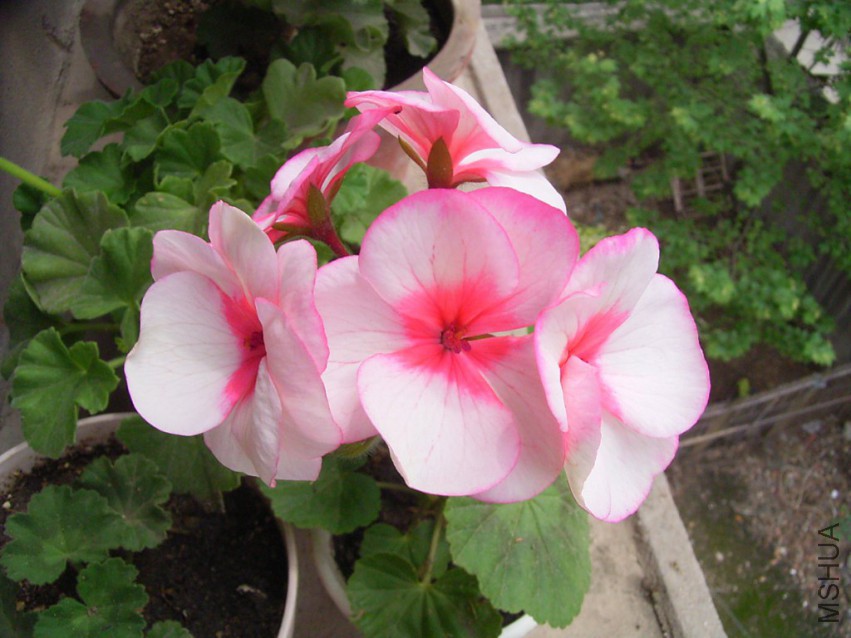 RIMG0283_1024x768.JPG