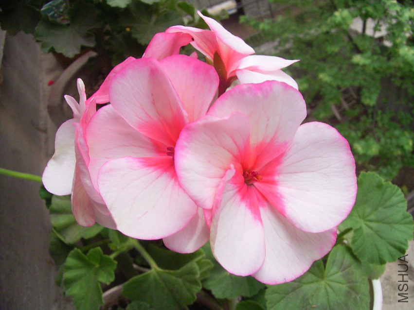 RIMG0284_1024x768.JPG