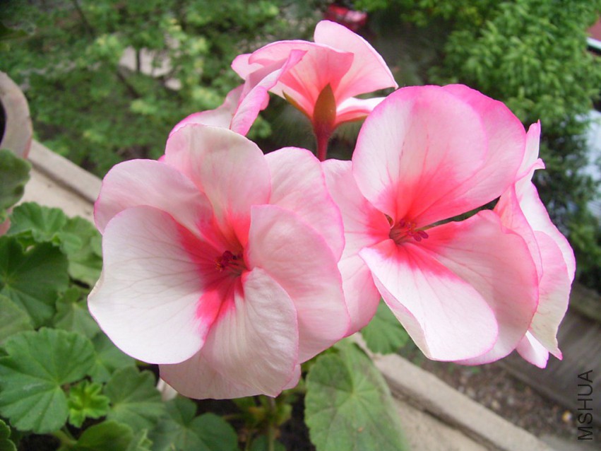 RIMG0286_1024x768.JPG