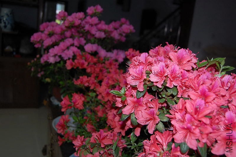 DSC_00440044.JPG