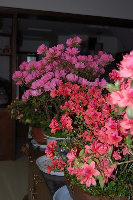 DSC_00450045.JPG