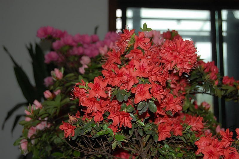DSC_00870087.JPG